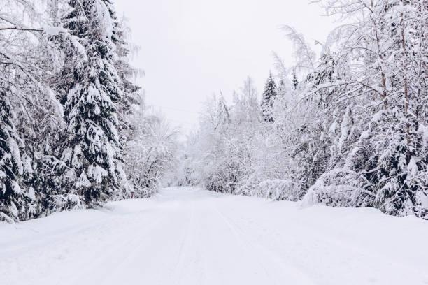 śnieżna droga w zimowym lesie, piękny mroźny biały krajobraz, rosja. - 2948 zdjęcia i obrazy z banku zdjęć