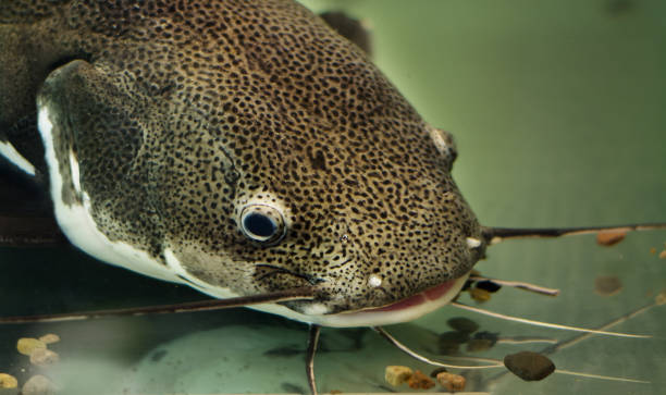 Closeup portrait of a catfish underwater with a mustache Closeup portrait of a catfish underwater wels catfish stock pictures, royalty-free photos & images