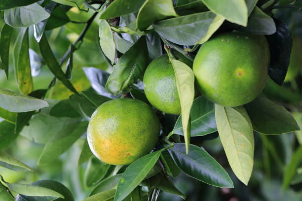 istock mandarin orange field in Okayama,Japan 1178779719
