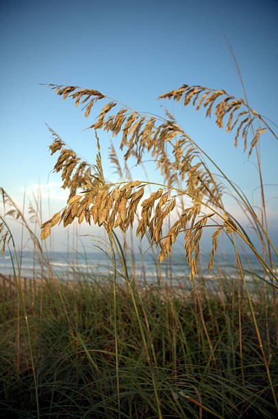 Beach Vegetation stock photo