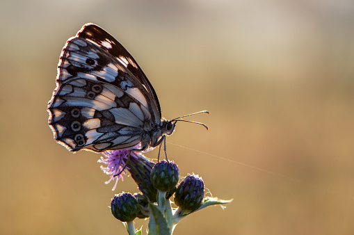 A Bordered Patch butterfly perched on a flower head and covered in dew at the National Butterfly Center.