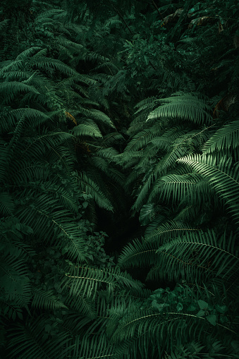 Overheard view of group of green ferns swirling together.
