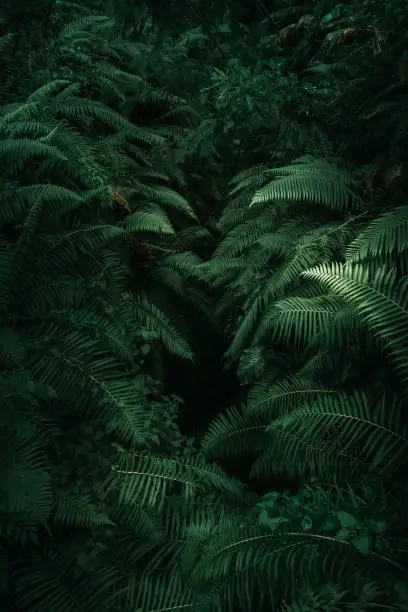 Photo of Forest Ferns