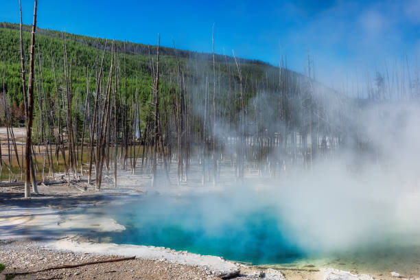 Yellowstone Geysers Valley in Norris Geyser Basin on a Sunny day. Yellowstone National Park USA norris geyser basin photos stock pictures, royalty-free photos & images