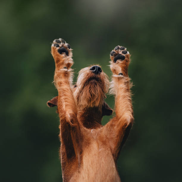 crabot irlandais de terrier soulevant ses pattes vers le haut - irish terrier terrier dog puppy photos et images de collection