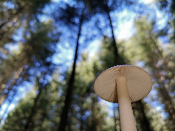 vista inferiore di funghi selvatici che crescono nella foresta con cielo blu e alberi sullo sfondo - fungus moss log magic mushroom foto e immagini stock