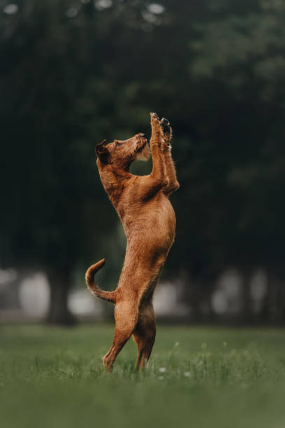 Irish terrier dog stands on its hind legs in park