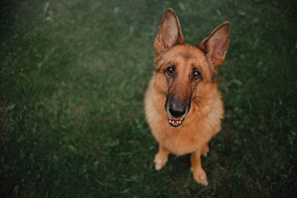 German shepherd dog looking at the camera on grass background