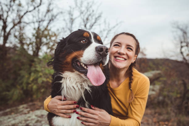 Young woman with dog Young woman with dog bernese mountain dog photos stock pictures, royalty-free photos & images