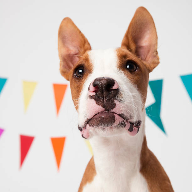 istock Portrait of a puppy dog 1178784921