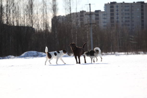 Group of three dogs at walk running at playing to each other on snow in winter park
