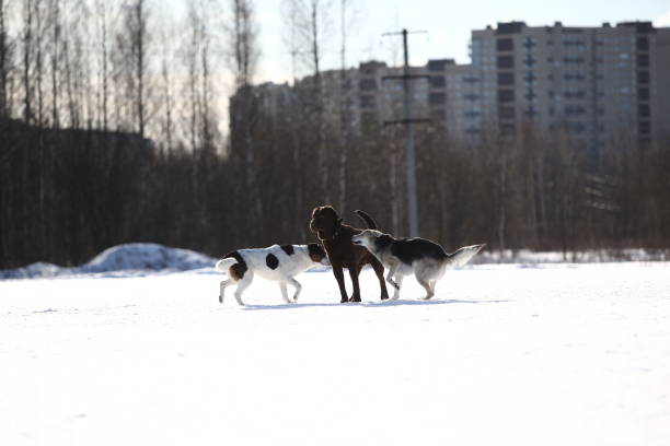 Group of three dogs at walk running at playing to each other on snow in winter park