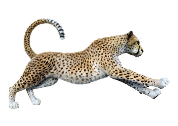 3d Illustration Big Cat Cheetah On White Stock Photo - Download Image Now -  Cheetah, White Background, Africa - iStock
