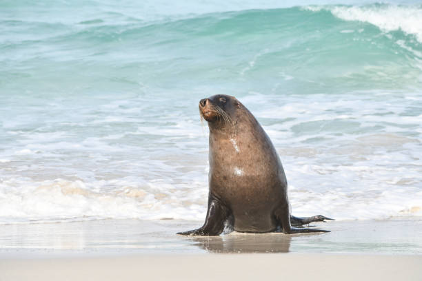 istock Australian Sea Lion 1178787866