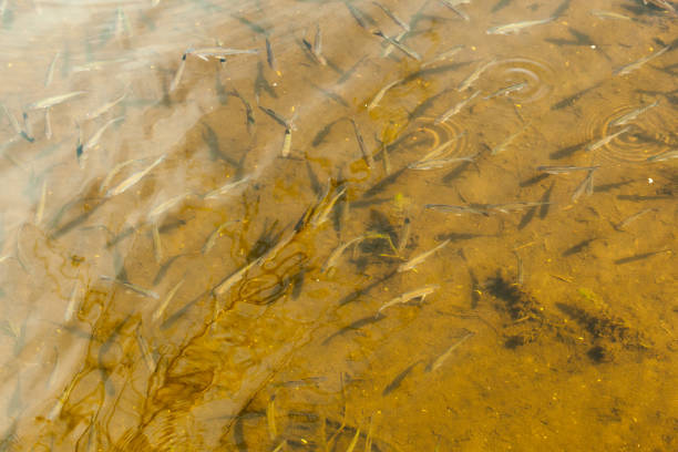 Fish fry in shallow water.