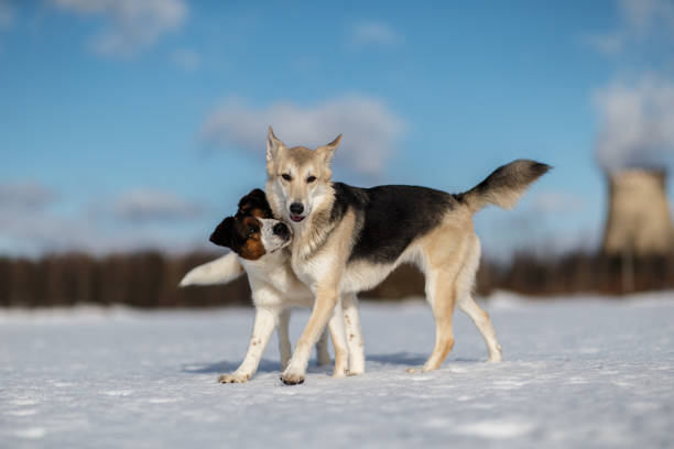 Close up view at a two dogs meeting and getting acquainted on winter day on the field