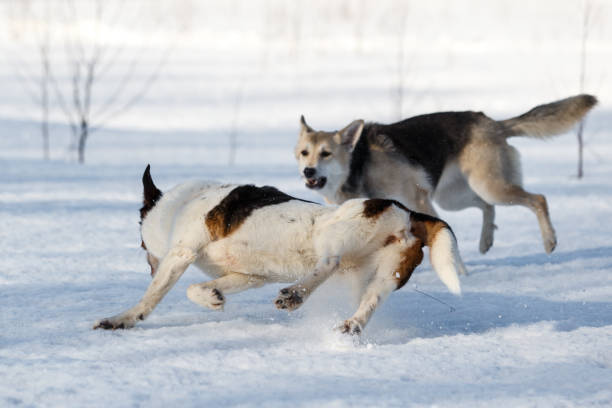 istock Two nice dog fighting in winter field on snow 1178789203