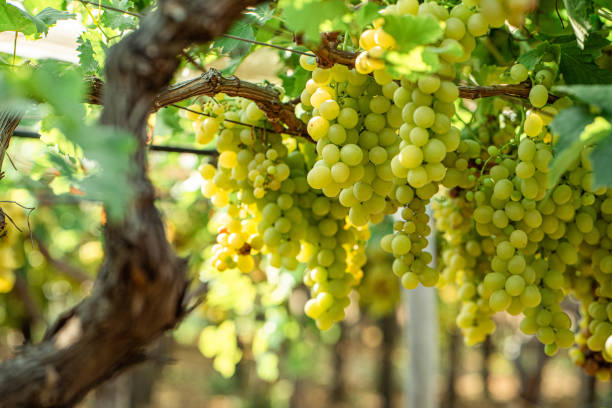 istock Grape in vineyard stock photo 1178789726