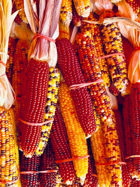istock Group of multicolored indian corn ears 1178789893