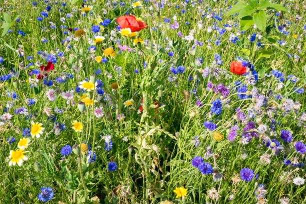 istock Multi colored wildflowers in a field 1178789931