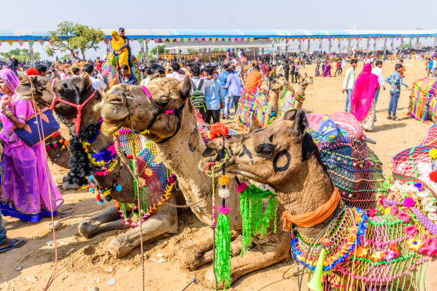 聖なる都市プシュカル、ラジャスタン、インドの近くのプシュカルキャメルメラの間に所有者と一緒に装飾されたラクダ。 - camel fair ストックフォトと画像