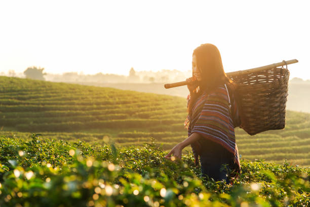 azjatyckich rolników robotniczych kobiety zbierały liście herbaty do tradycji w wschód słońca rano na plantacji herbaty natury. koncepcja stylu życia - tea crop tea leaves plantation farmer zdjęcia i obrazy z banku zdjęć