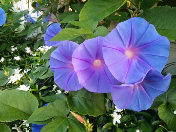 istock Blue morning glory growing on the fence 1178791337