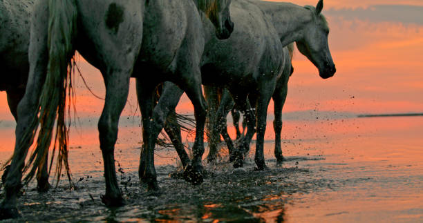 istock White horses walking in water at sunset 1178793458