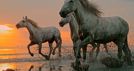 Three white horses running in water against colorful sunset sky, Provence, France