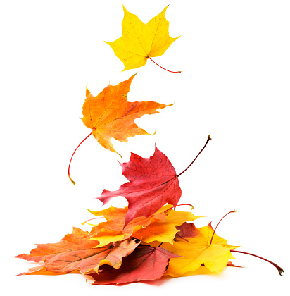 Las hojas de otoño caen sobre un montón de primer plano sobre un blanco. Aislado photo