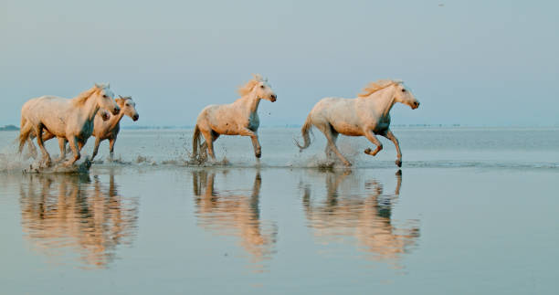 istock Five white horses running in water 1178793543