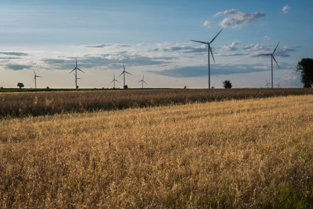 istock oat growing in the field 1178793559