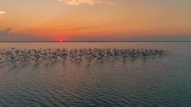 istock Flamingos standing in water at sunset 1178793613