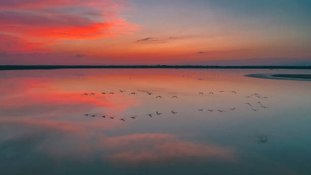 Flamingos reflecting in water at sunset