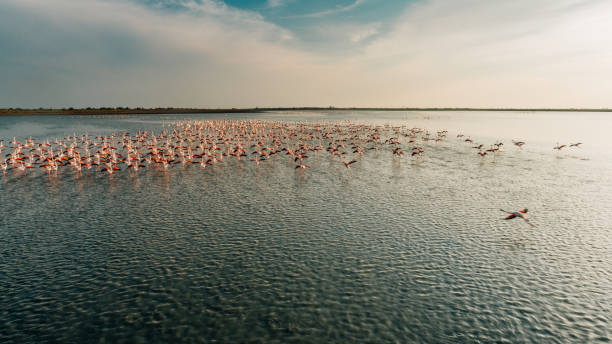 istock Flamingos taking off from water at sunset 1178793636