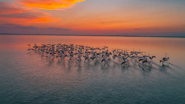 Flamingos standing in water at sunset