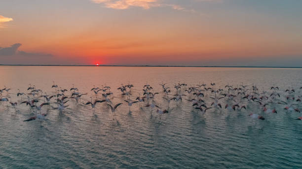 istock Flamingos standing in water at sunset 1178793682