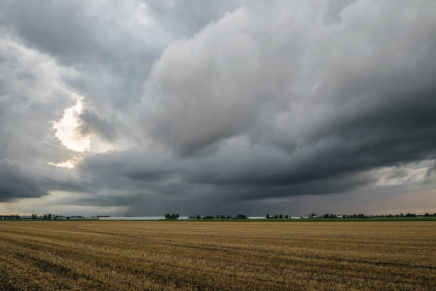 nubi tempestose scure su un campo di grano in olanda - storm wheat storm cloud rain foto e immagini stock