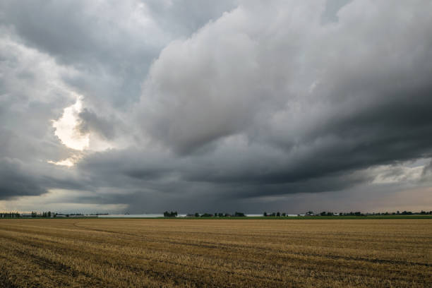 ciemne chmury burzowe nad polem pszenicy w holandii - storm wheat storm cloud rain zdjęcia i obrazy z banku zdjęć