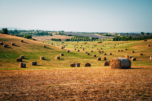 Harvested land, straw alpacas in Castilla