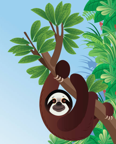 Sloth Animal Vector Sloth Animal in rainforest puerto limon stock illustrations