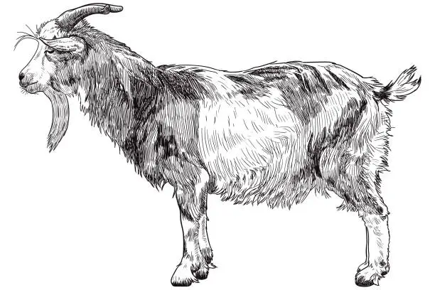 Vector illustration of Vector drawing of a goat