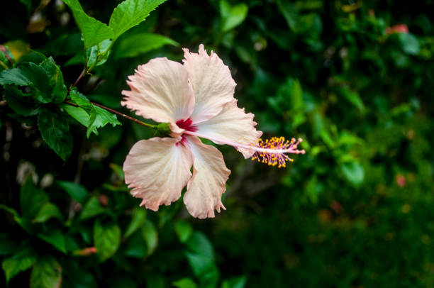 beautiful flowers in hawaii during summer