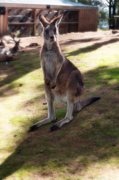 istock Kangaroo in the wildness in natural park 1178795513