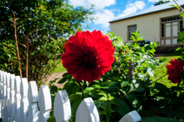 istock flowers in bloom in hawaii during summer 1178795519