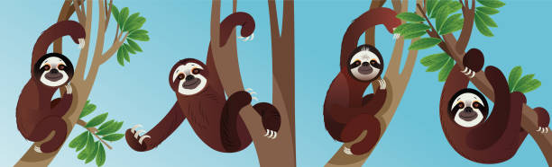 Sloth Animals in rainforest Vector Sloth Animal in rainforest puerto limon stock illustrations