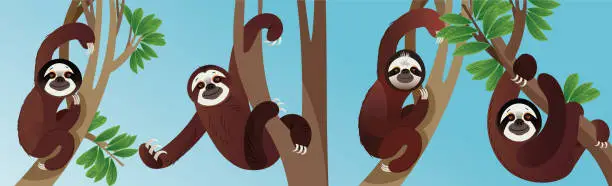 Vector illustration of Sloth Animals in rainforest
