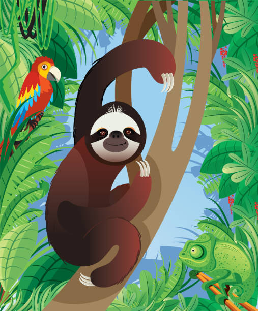 Sloth Animal in Tropical rainforest Vector Sloth Animal in rainforest puerto limon stock illustrations