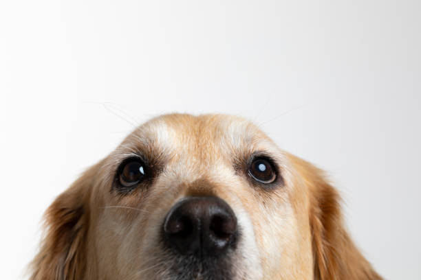 Golden retriever looking at camera.