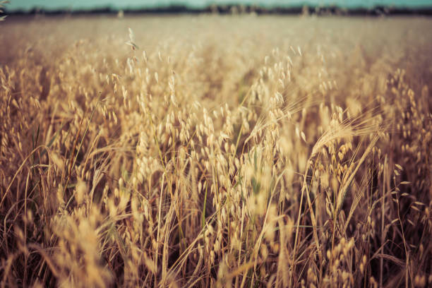 detail of oat cereal plant growing in the field
